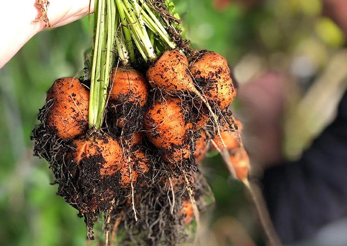 ~ The Farm  ~ {Laggan Produce}